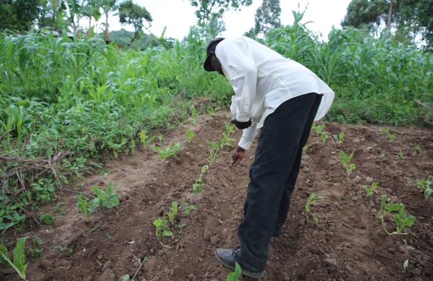 Daniel working his garden