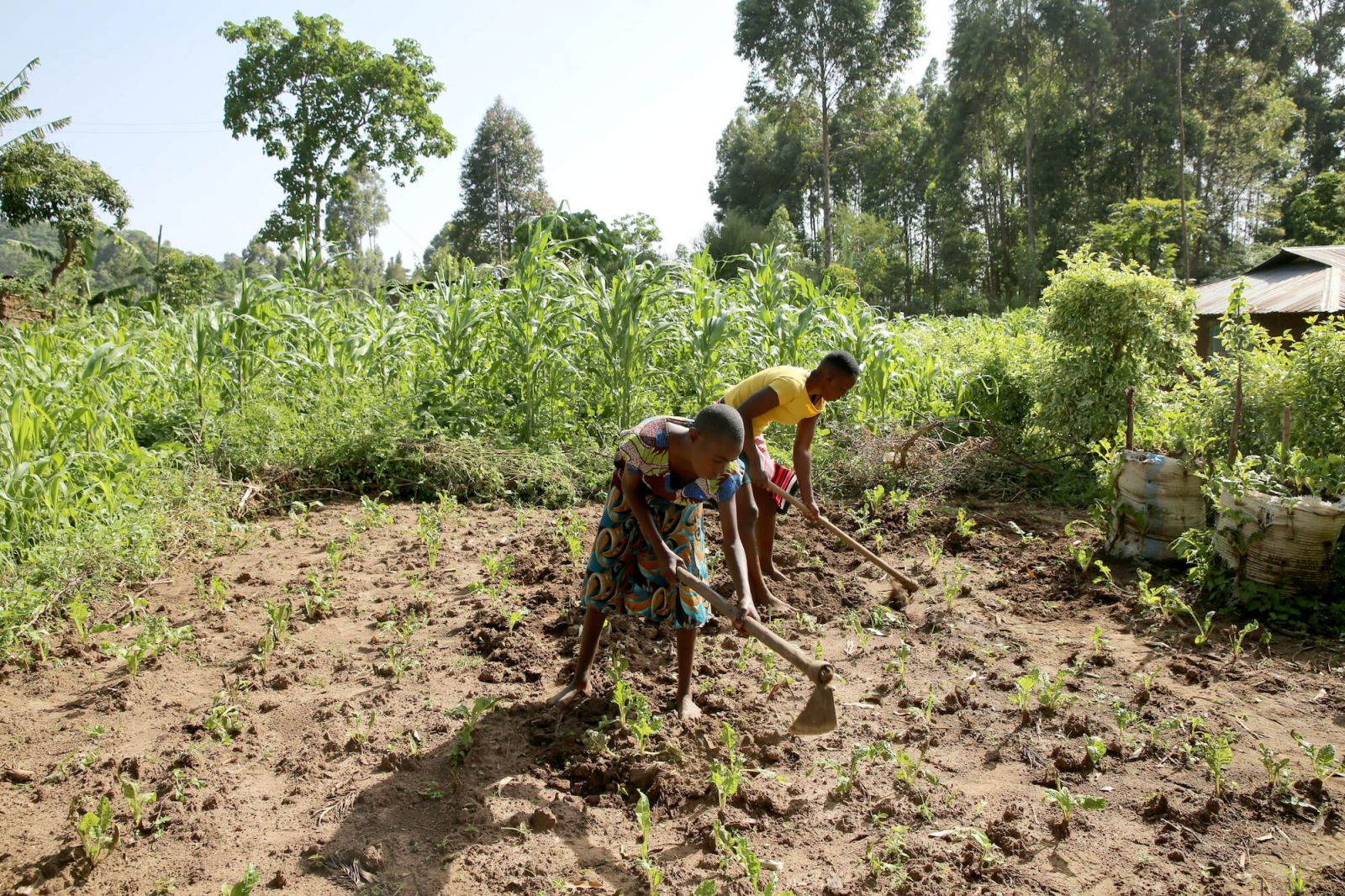 Two individuals working in a farm field